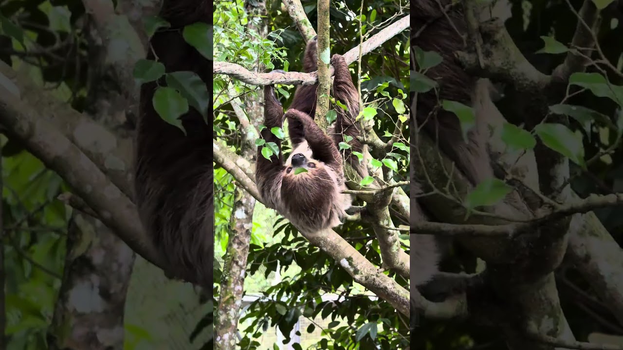 Mandai Bird Paradise - Singapur  #BirdParadise#FamilyTravel#Vogelpark#AsiaTravel#SingapurHighlights
