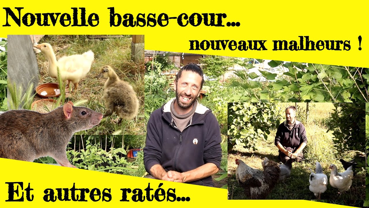 Nouvelle basse-cour... et nouveaux malheurs ! Et autres ratés de printemps.