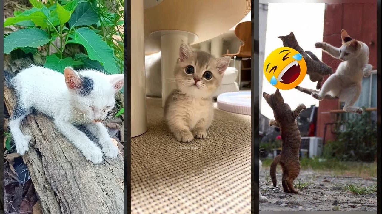 Funny Cats 2025 😸 Funny Cat Videos 🐱 #FunnyCats #1947
