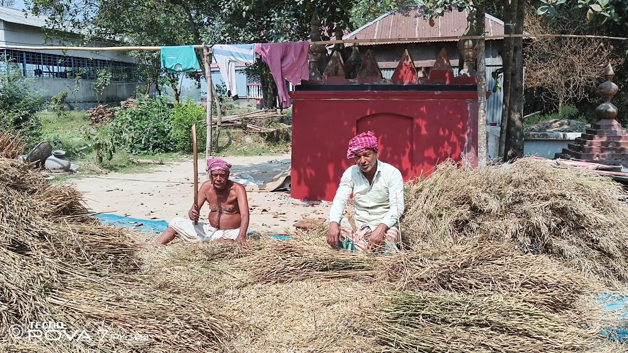 আজ বাপ-বেটা দু-জনে মিলে সরিষা মাড়াই করলাম 🌴VILLAGE TOUCH