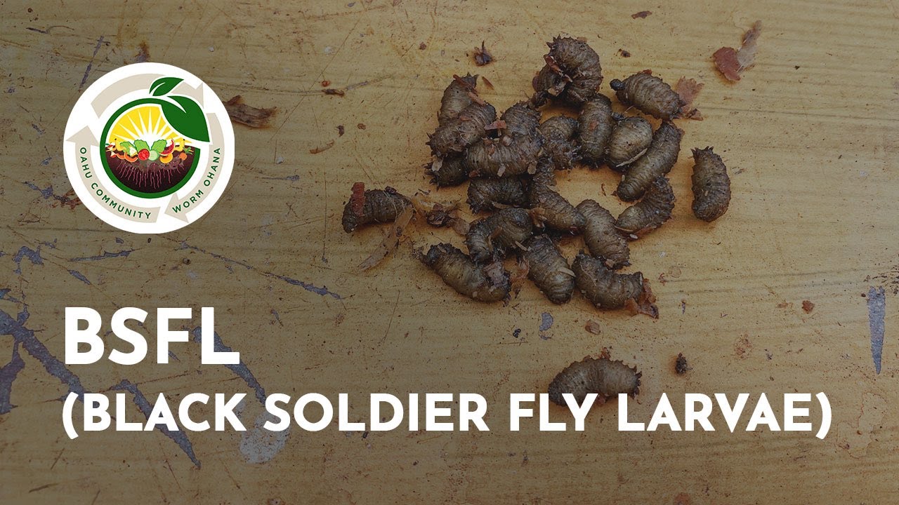 BSFL (Black Soldier Fly Larvae) - Oʻahu Community Worm Ohana