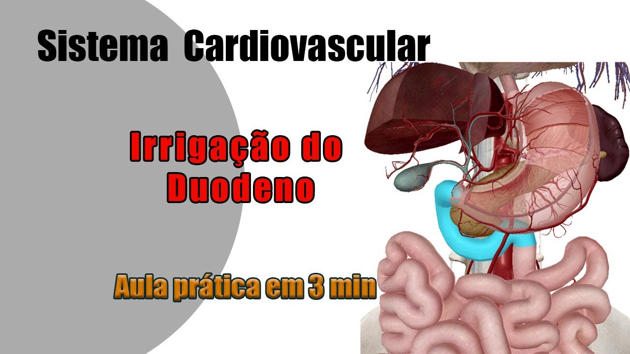 Irrigação sanguínea do duodeno - Anatomia Humana - Anatomia