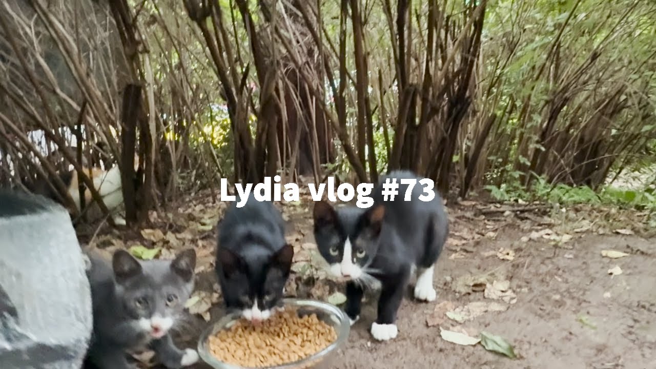 [ENG] Lydia vlog #73 | 흰 양말신은 아깽이들이 가까이에 와서 사료를 먹기 시작했어요 | 아깽이들을 지켜주는 어미 길냥이