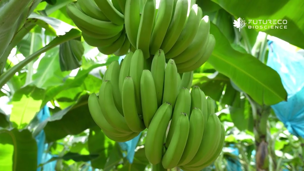 Entrevista RutaStar - Aplicación en Banano - Colombia 2025