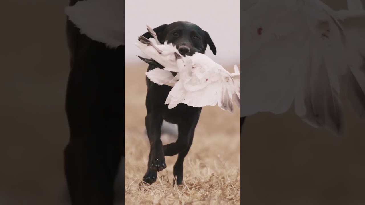 What's the best name for a gun dog that you've heard? #duckdog #birddog #huntingdog #duckhunting