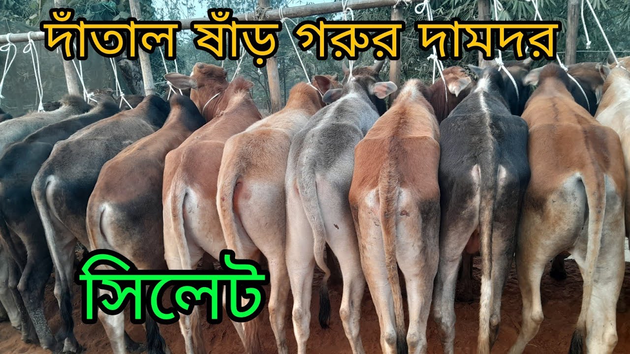 খামার উপযোগী দাঁতাল ষাঁড় গরুর দামদর জানুন সিলেটের গরুর বাজার থেকে,