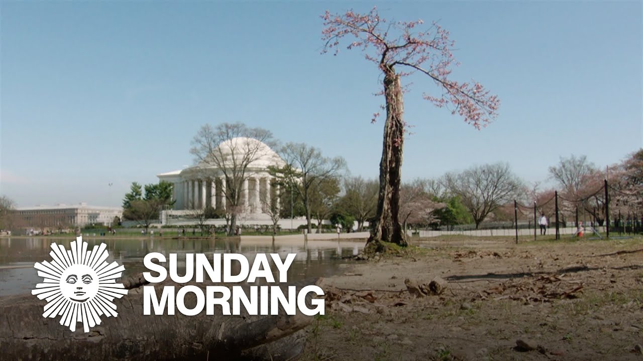 Stumpy, the Washington, D.C. Tidal Basin's 