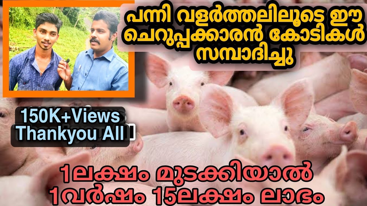 You can earn crores through pig farm at low cost ..പന്നി ഫാമിലൂടെ കോടികൾ സമ്പാദിക്കാം കുറഞ്ഞ ചിലവിൽ