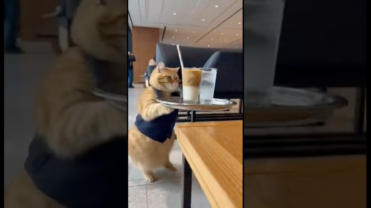 Cat Waiter Life 🥰😂🔥 #cats #shortsfeed #ai #viral #newmusic #deephouse
