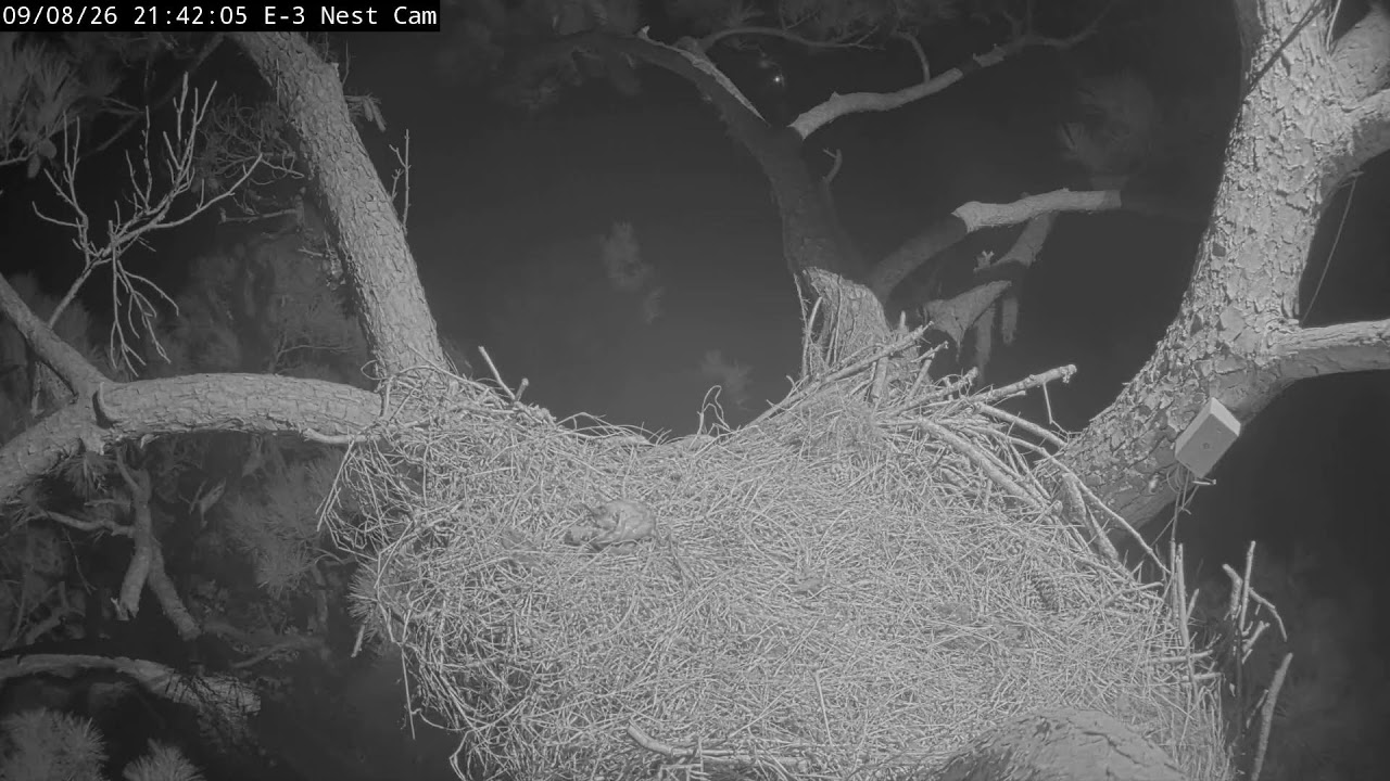 Kisatchie National Forest E-3 Nest Cam, Alex II and Andria III.