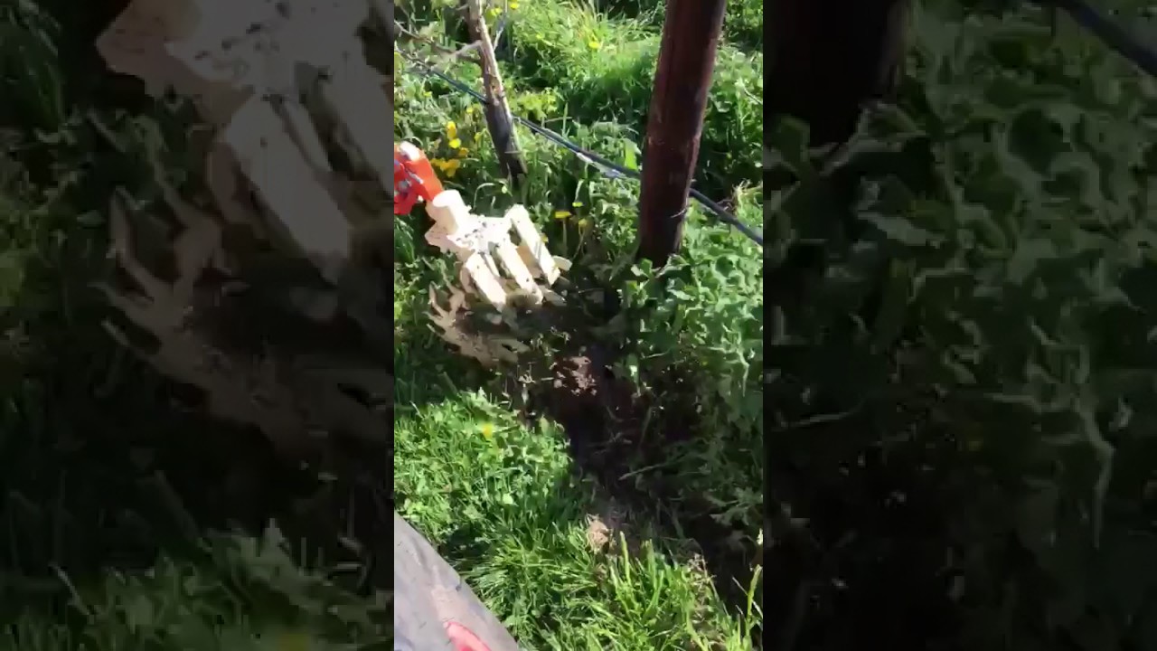 Braun Rollhacke weeding an orchard