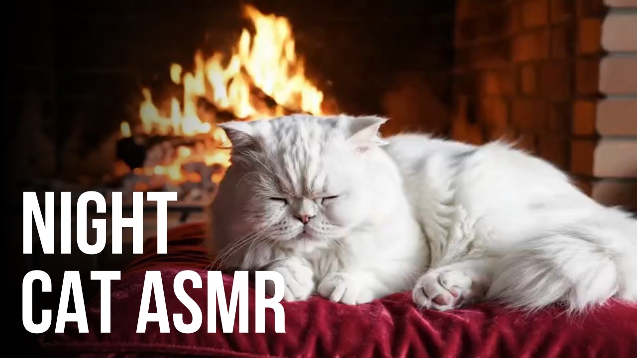 Cozy Night Cat Purring #catnapasmr   #catpurring   #catasmr   #sleepasmr