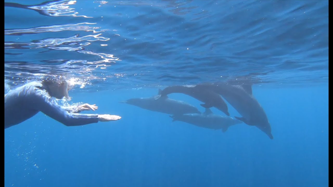 Dolphin Swim (May)