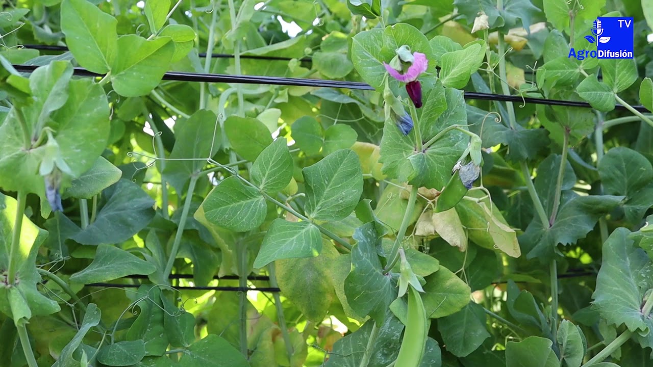 Visitamos una producción de tirabeque en Dalías