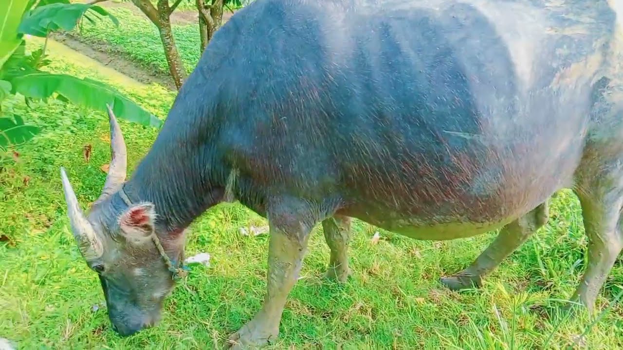 Close-Up Buffalo Grazing Calm Field Scene | ASMR Nature #BuffaloGrazing #ASMRNatureSounds 
