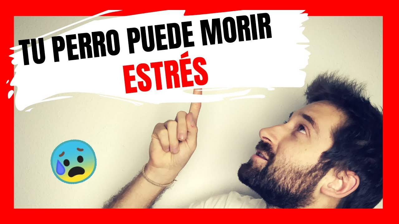 ESTR&Eacute;S en PERROS: 1. SE&Ntilde;ALES y 2. TRATAMIENTO