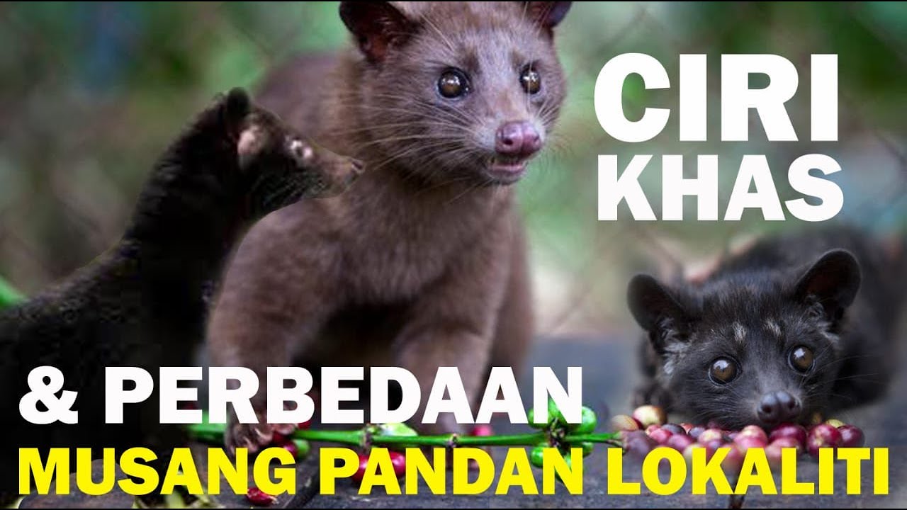 5 JENIS MUSANG PANDAN LOKALITI PALING DIMINATI