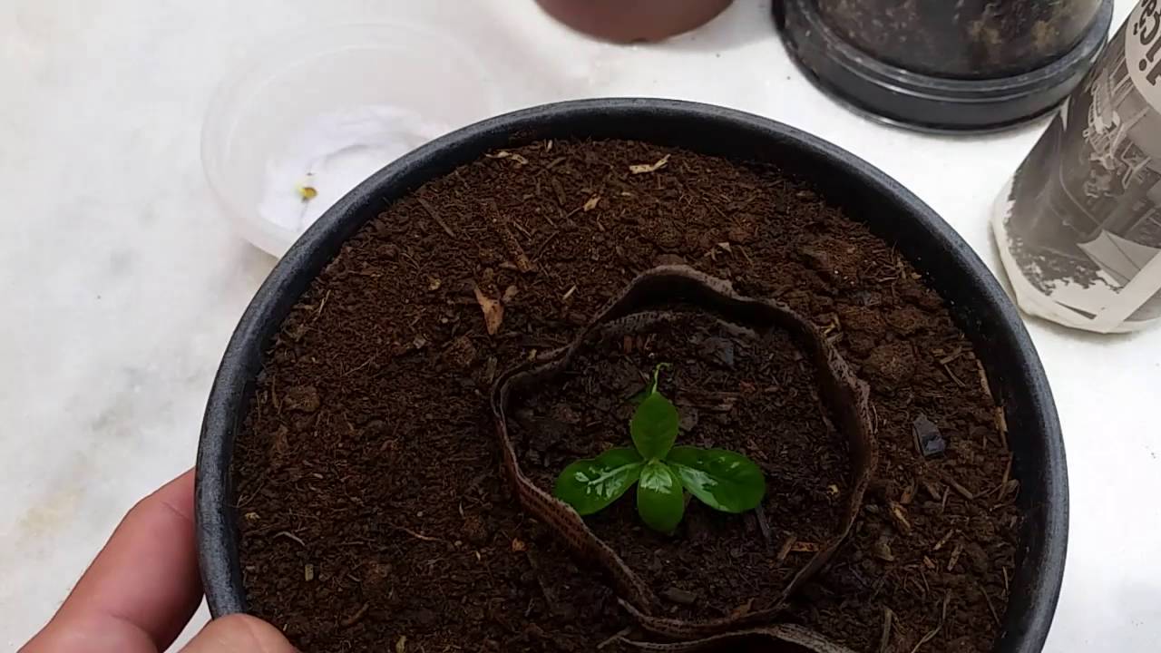 Plantio Rainha (chacrona) em vaso Santo Daime