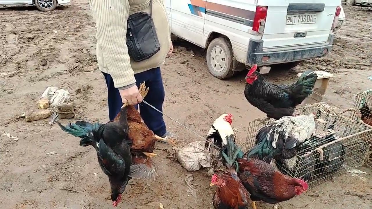 Xazorasp parranda bozori 03.02.2026