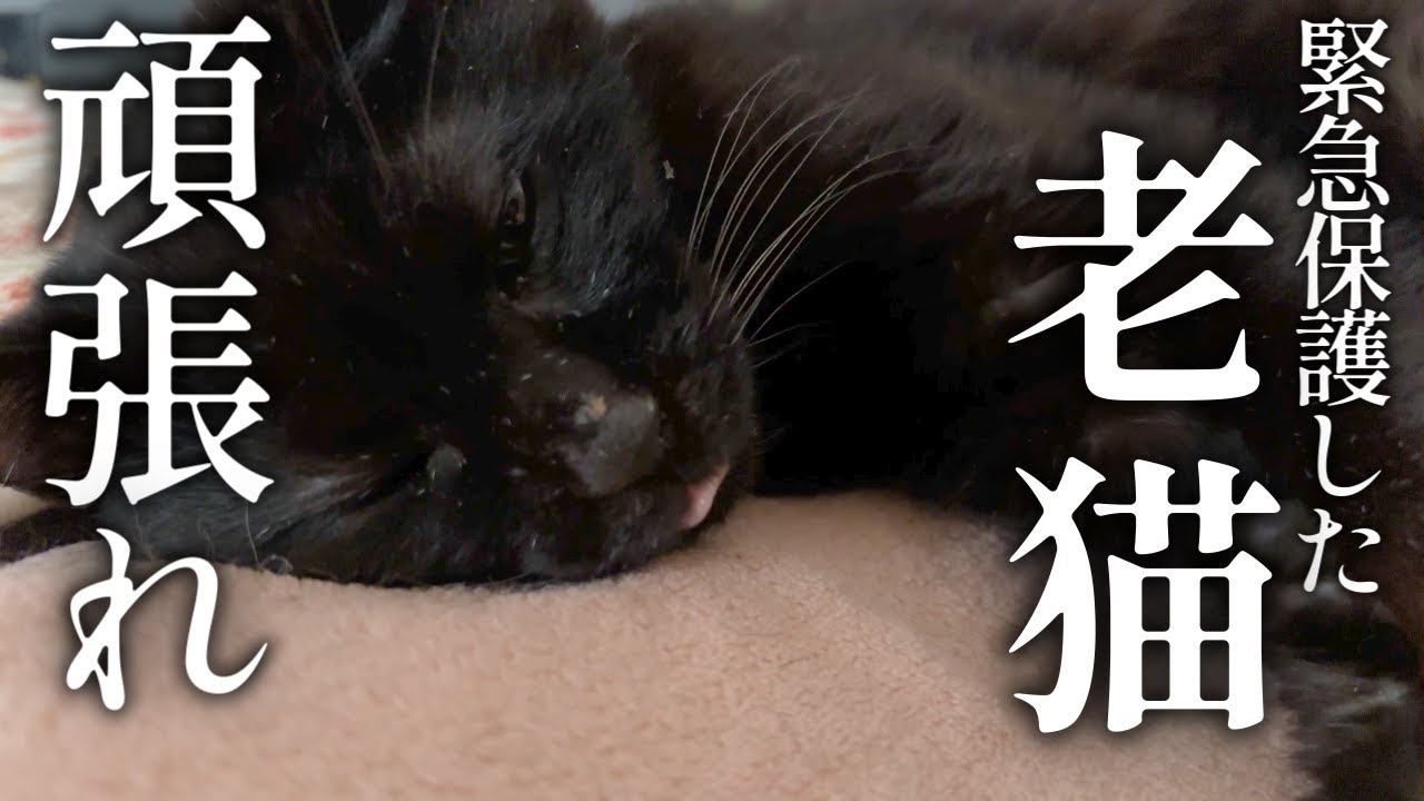 緊急保護した老猫 頑張ってます【地域猫】