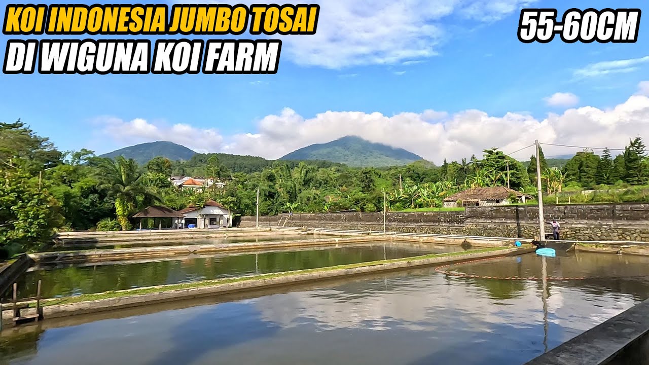 Panen Koi Jumbo Tosai Dari Wiguna Koi Farm Bali Yang Ikannya Selalu Juara