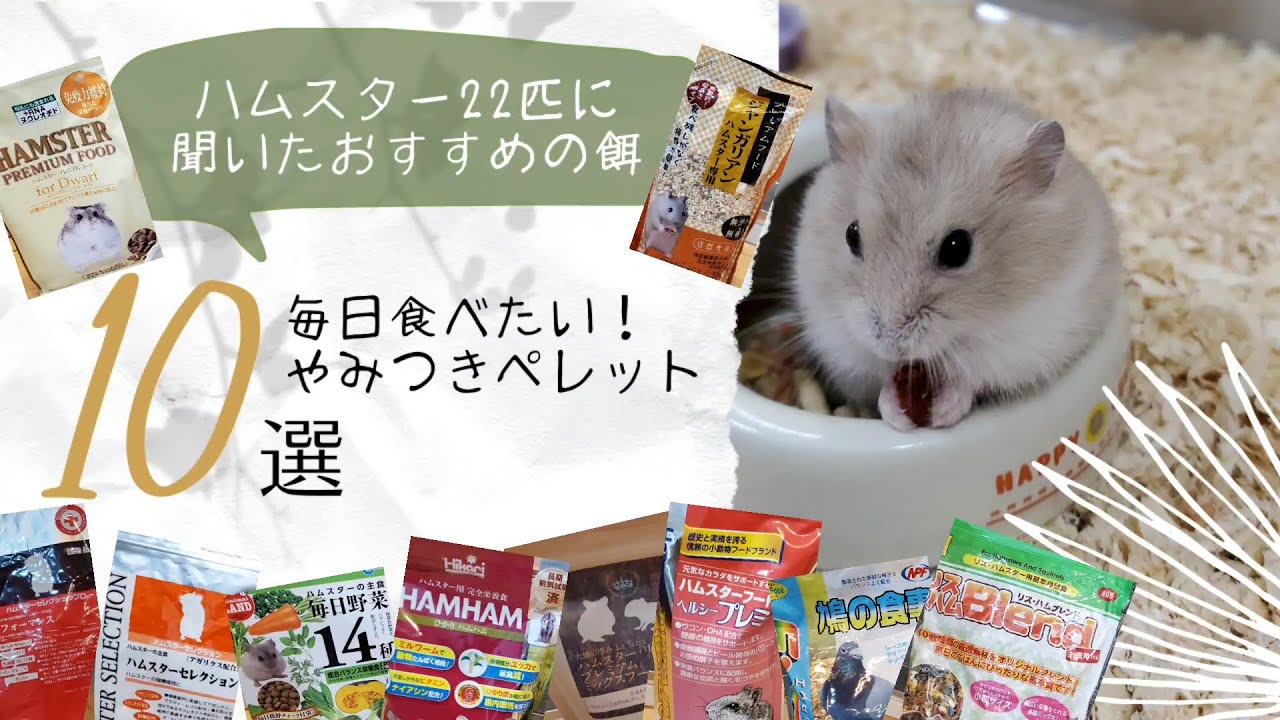 ハムスター22匹に聞いたおすすめの餌～毎日食べたい！やみつきペレット10選