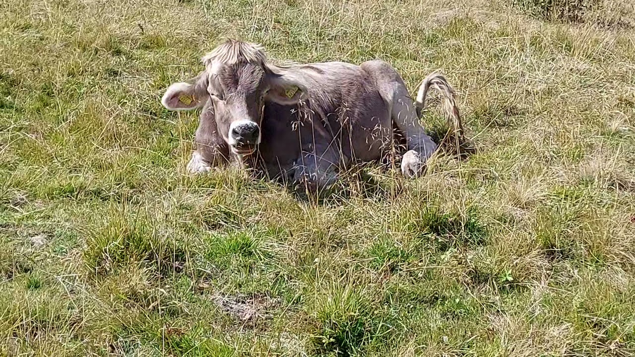 The hairstyle from Mr.Trumpy by a Cow in Austria.