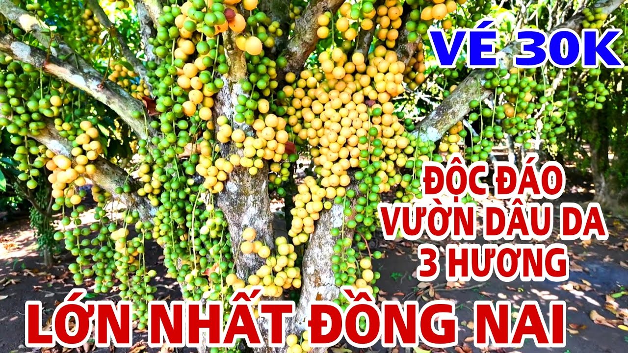 ĐỘC ĐÁO VƯỜN DÂU DA LỚN NHẤT XUÂN LỘC ĐỒNG NAI ĐÓN DU KHÁCH VÀO GIỖ TỔ HÙNG VƯƠNG VÀ NGÀY 30/4/2025.
