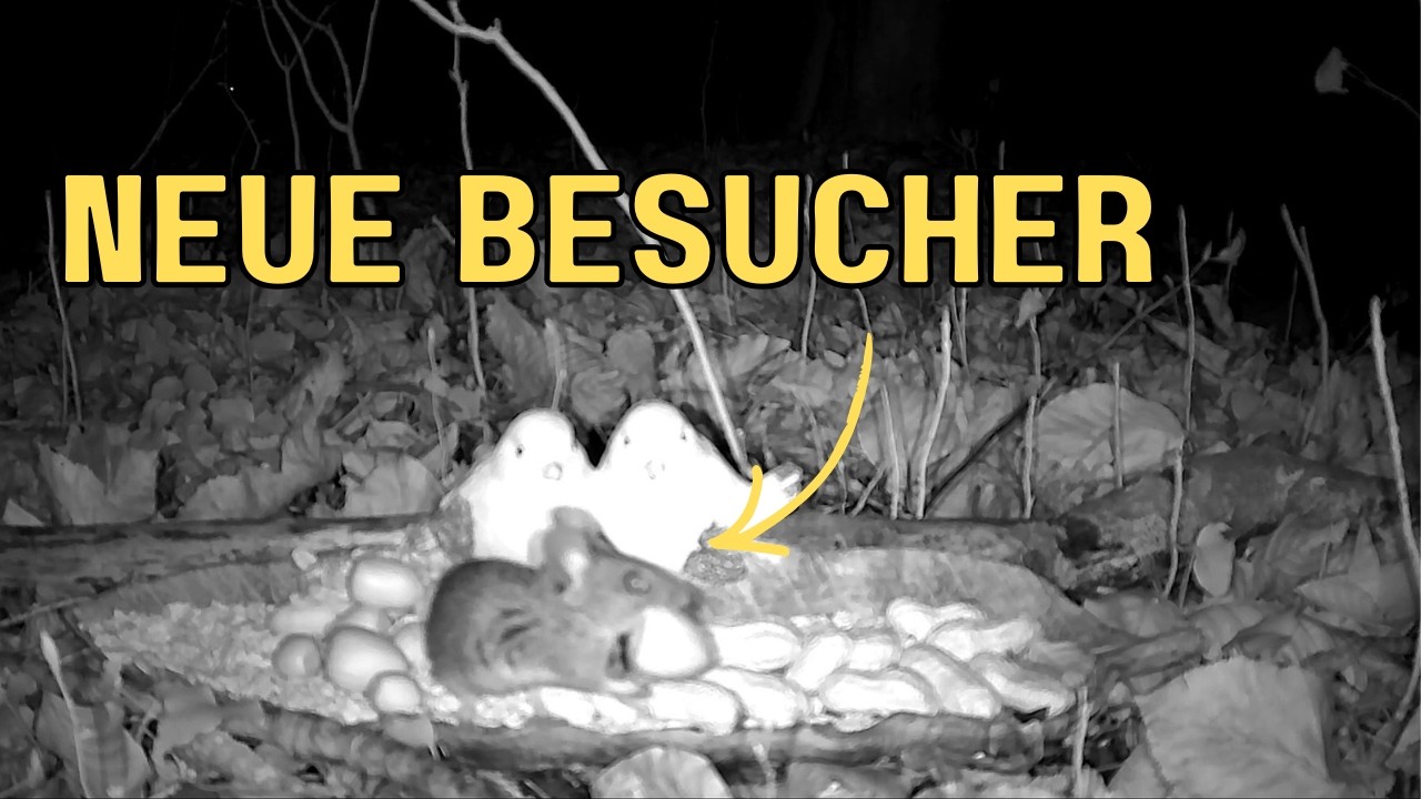 Wer frisst nachts an meiner Futterstelle? 🐭