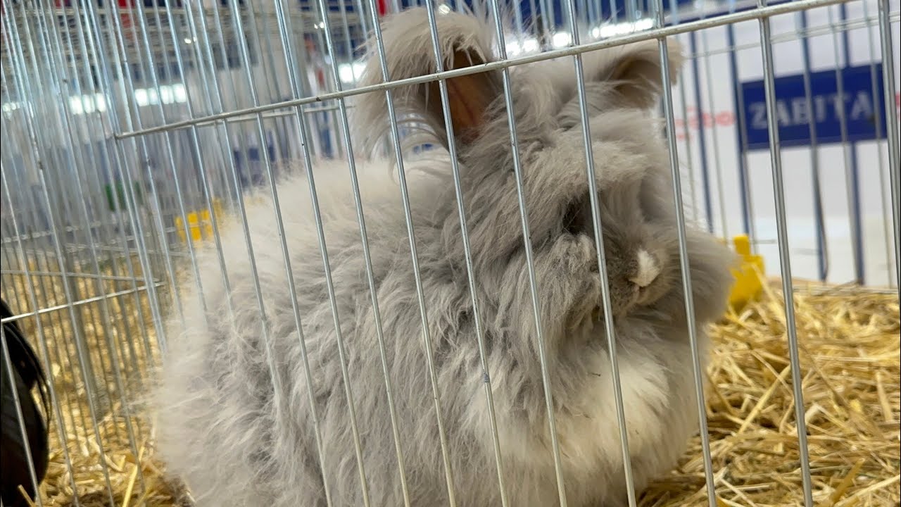 ANGORA TAVŞANI /ISPARTADA SÜS TAVUKLARI YARIŞTI MÜKEMMEL HAYVANLAR #isparta