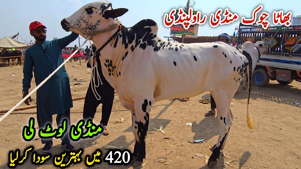 Naseeb K Sody_Bhatta Chowk Mandi Update 6 June 2025 | Qurbani Bakra Eid