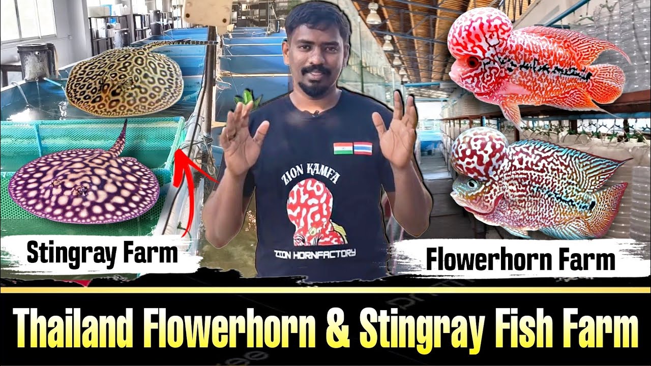 INSIDE The Mind-Blowing WORLD of Thailand Flowerhorn Farm & Stingrey Farm | Thailand 🇳🇱 ಕನ್ನಡದಲ್ಲಿ❤️