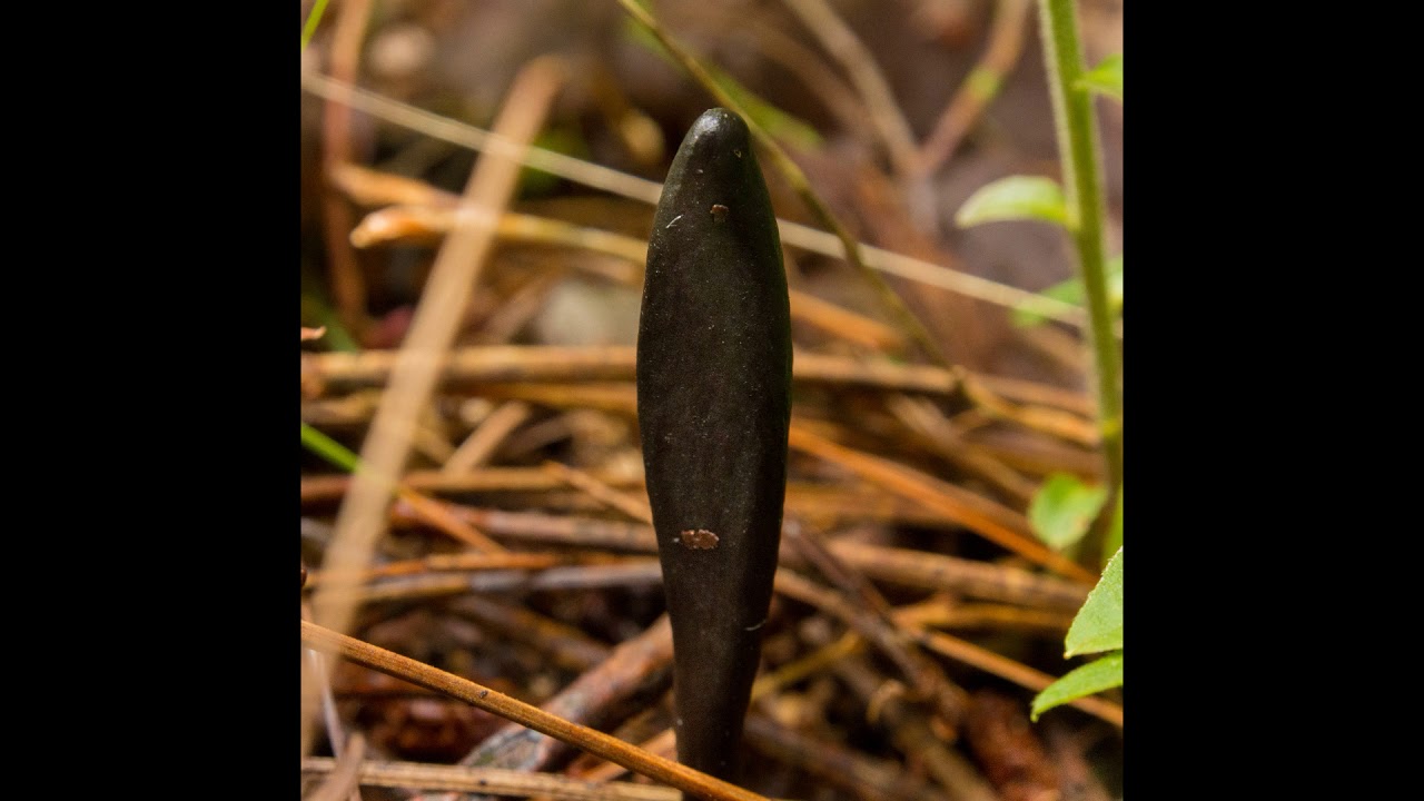 Geoglossum difforme