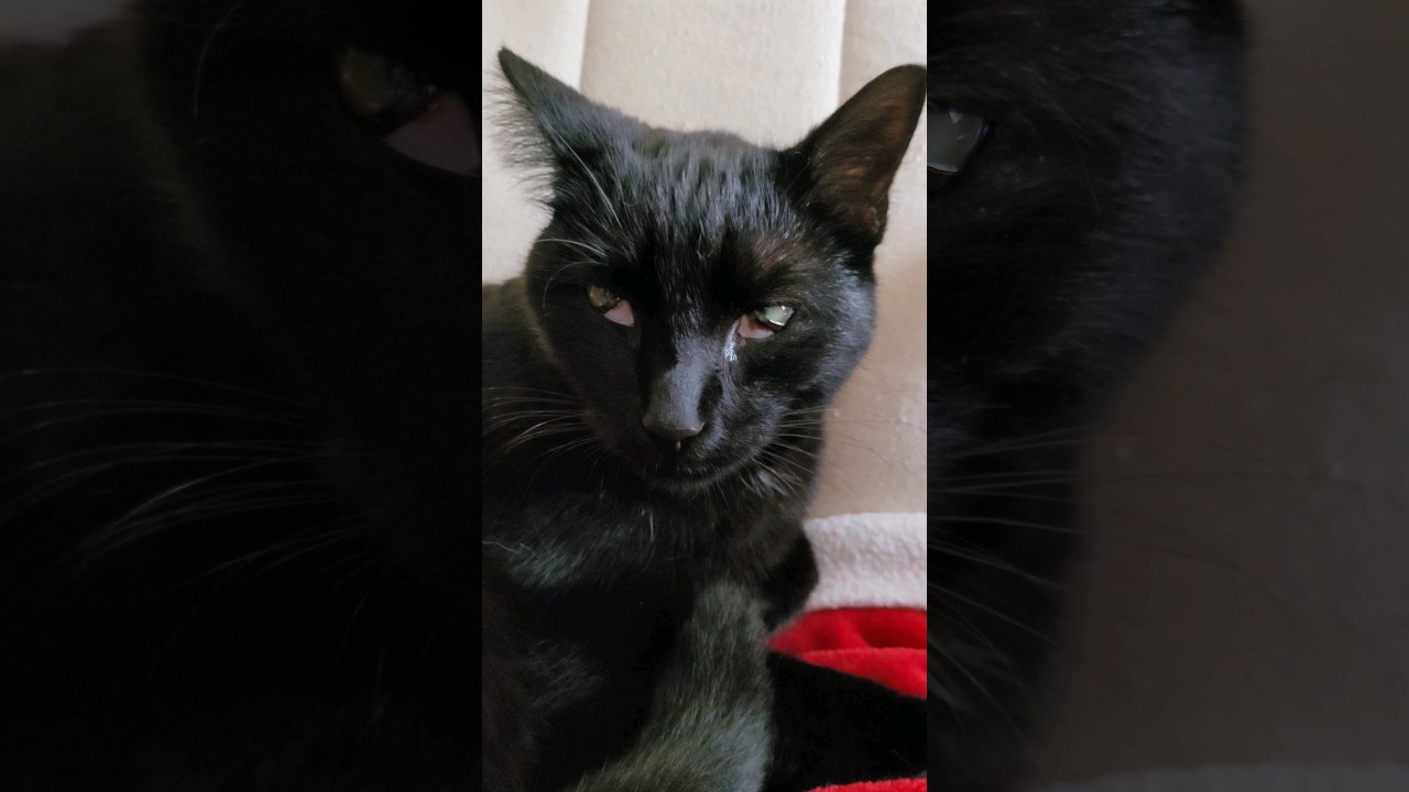 #minipanther in love 🥹🥷 #blackcat #confuciusninjakitten #cat