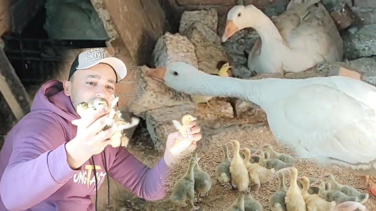 اتصدمت من اللى شوفته دخل افرز بيض الوز متخيلتش إن هشوف المنظر ده تحت الوز سبحان الله كنز جديد مفاجأة