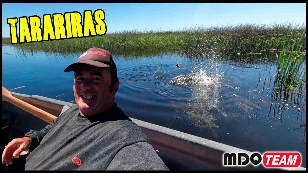 TARARIRAS EXPLOSIVAS - Uno de los peces mas deportivos para Pescar MDQTeam