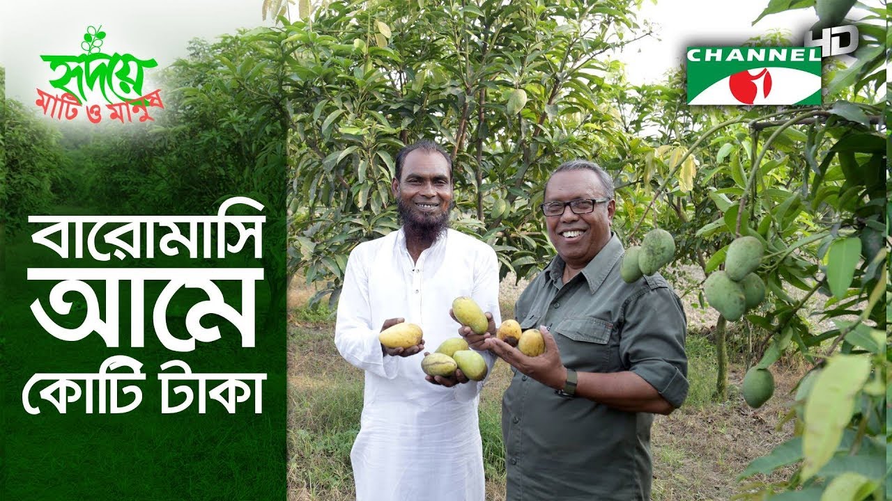 বারোমাসি আমে কোটি টাকার বাণিজ্য | Shykh Seraj | Channel i |