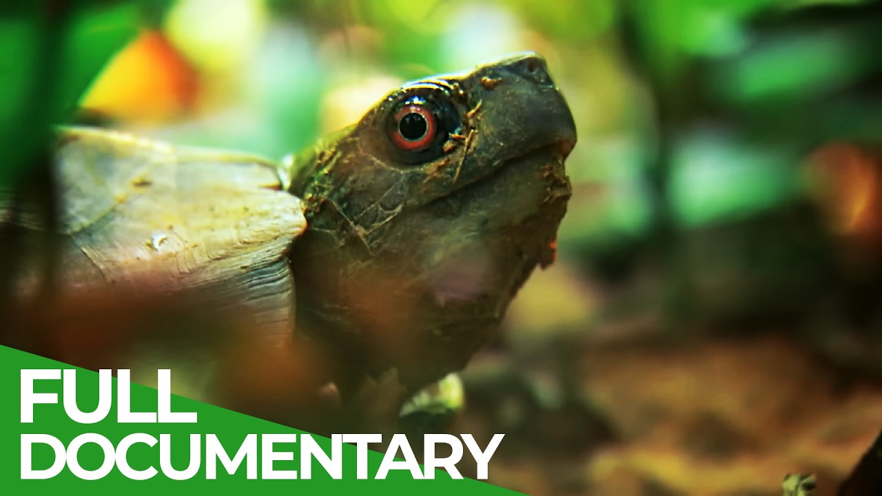 Indochina’s Wild Heart – Life in the Realm of the Monsoon | Free Documentary Nature