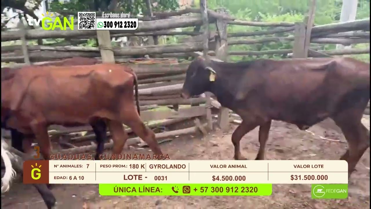 Tu vitrina ganadera - TvAgro por Juan Gonzalo Angel