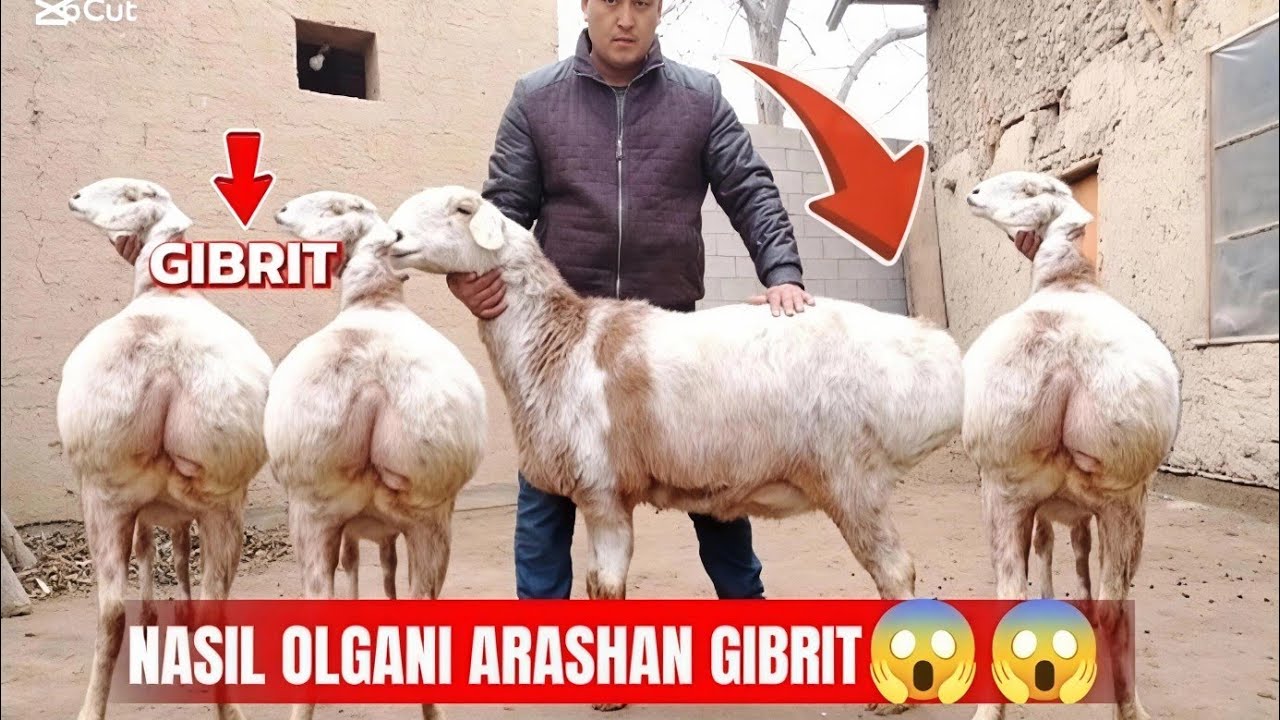 NASIL OLADIGAN😱😱 YIRIK GIBRIT SOVLIQ😱😱BO'G'OZ SOVLIQ 