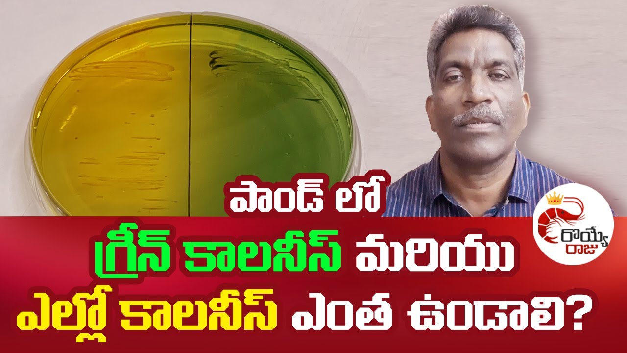 గ్రీన్ కాలనీస్ మరియు ఎల్లో కాలనీస్ ఎంత ఉండాలి? Vibriosis Colonies Standard Counts in Vibrio Testing