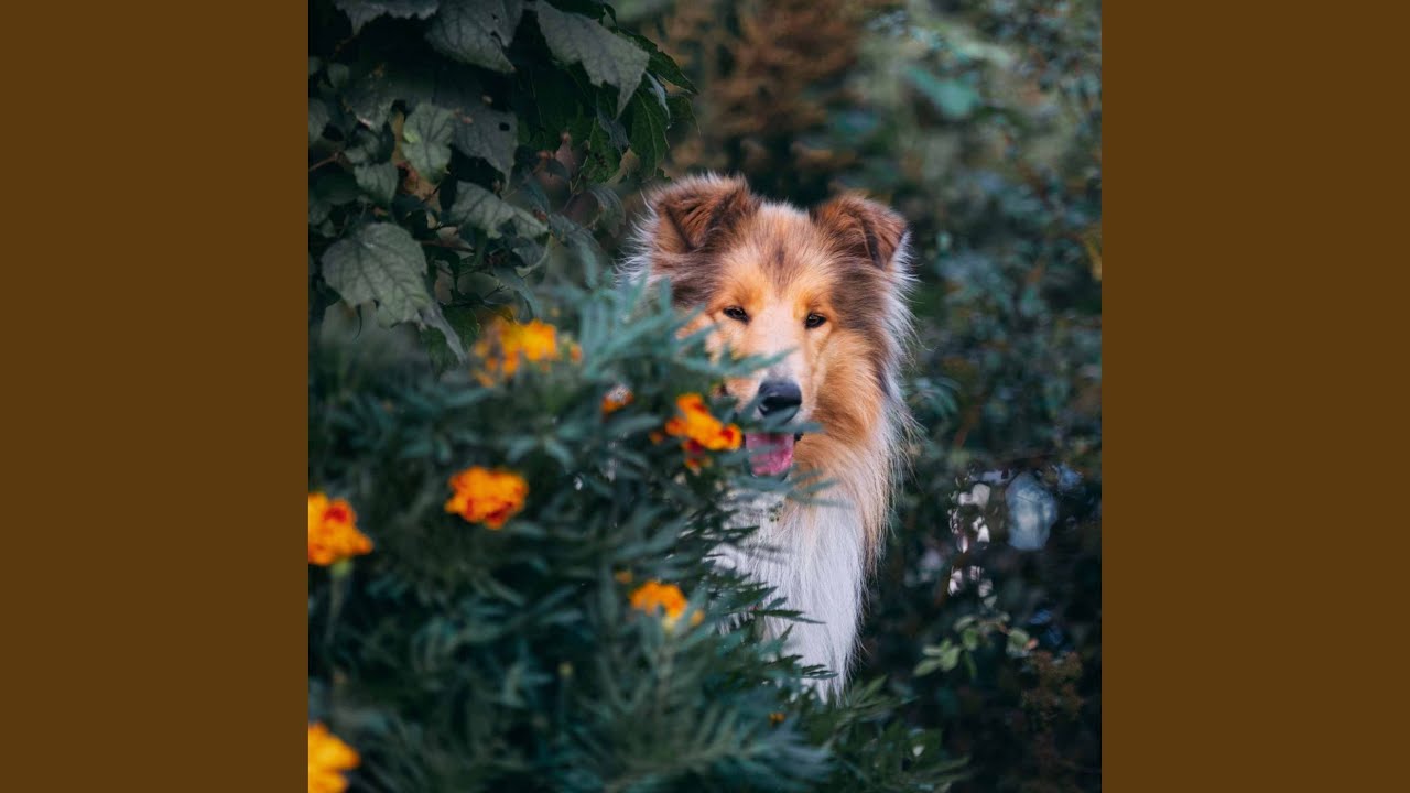 Laid-back Jazz Waltz - Vibe for Roaming Puppy