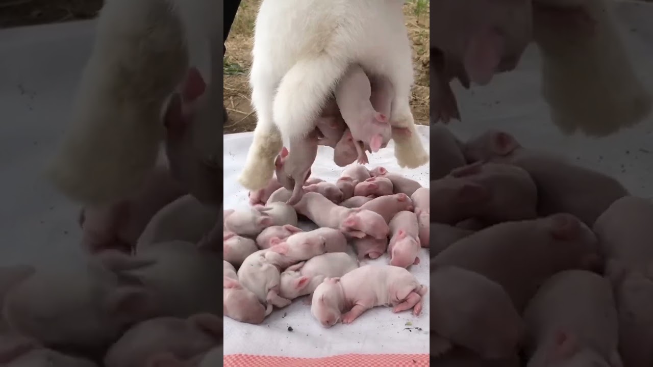 qute rabbit baby's birth#rabbit #rabbits #vineetmishraguruji #trending #rabbitbaby #rabbitbabycare 😘