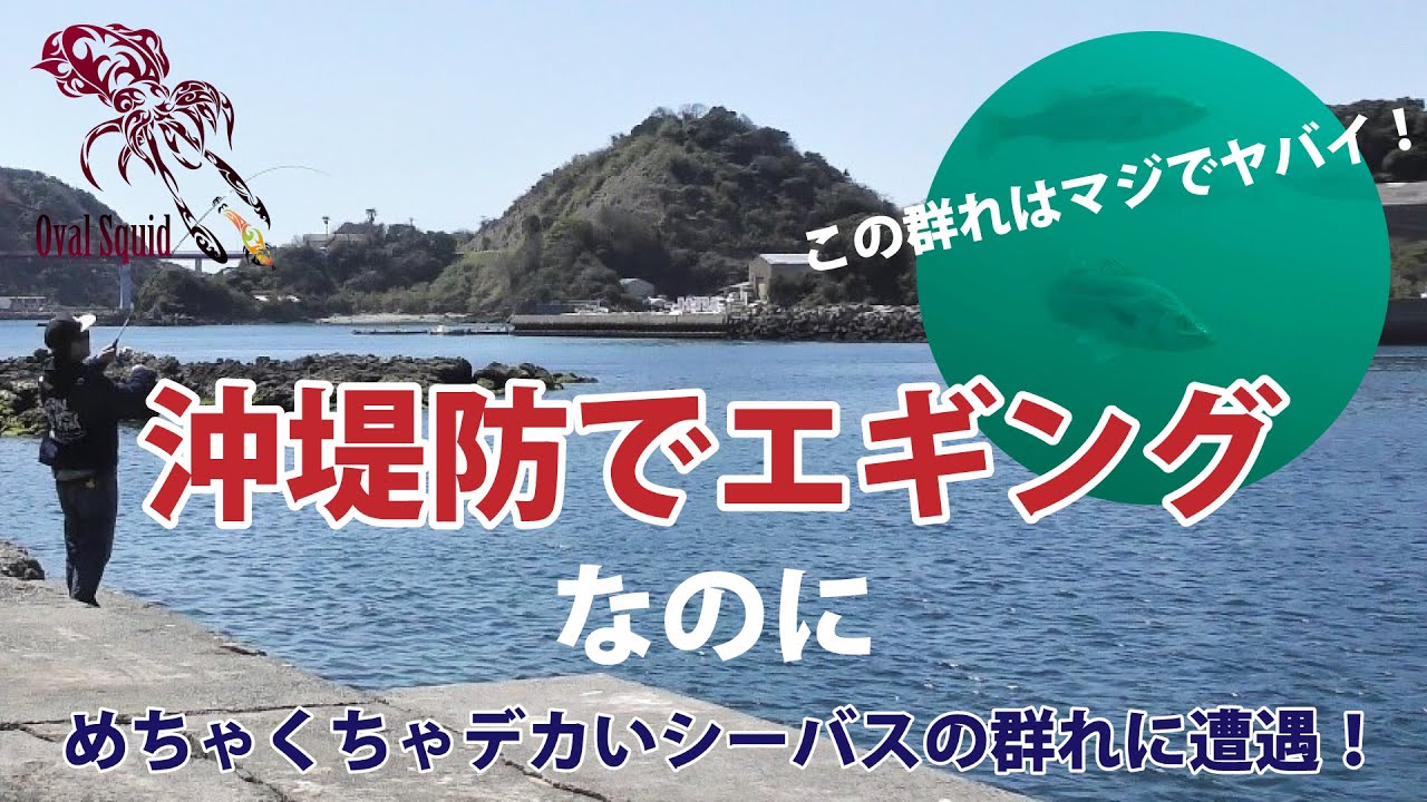 沖堤防にエギング行ったらとんでもないシーバスの群れに遭遇しました！（水中動画）