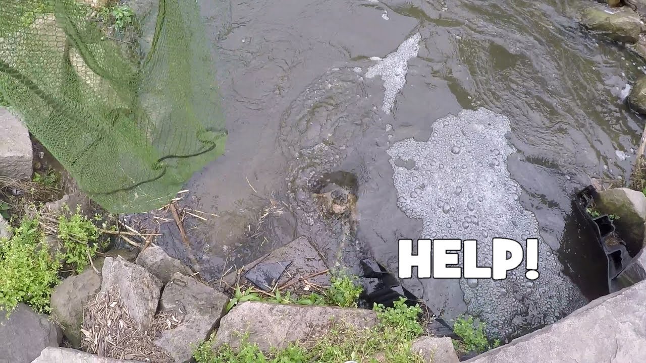 This Turtle MESSED with the WRONG ASIAN!!! LOL.