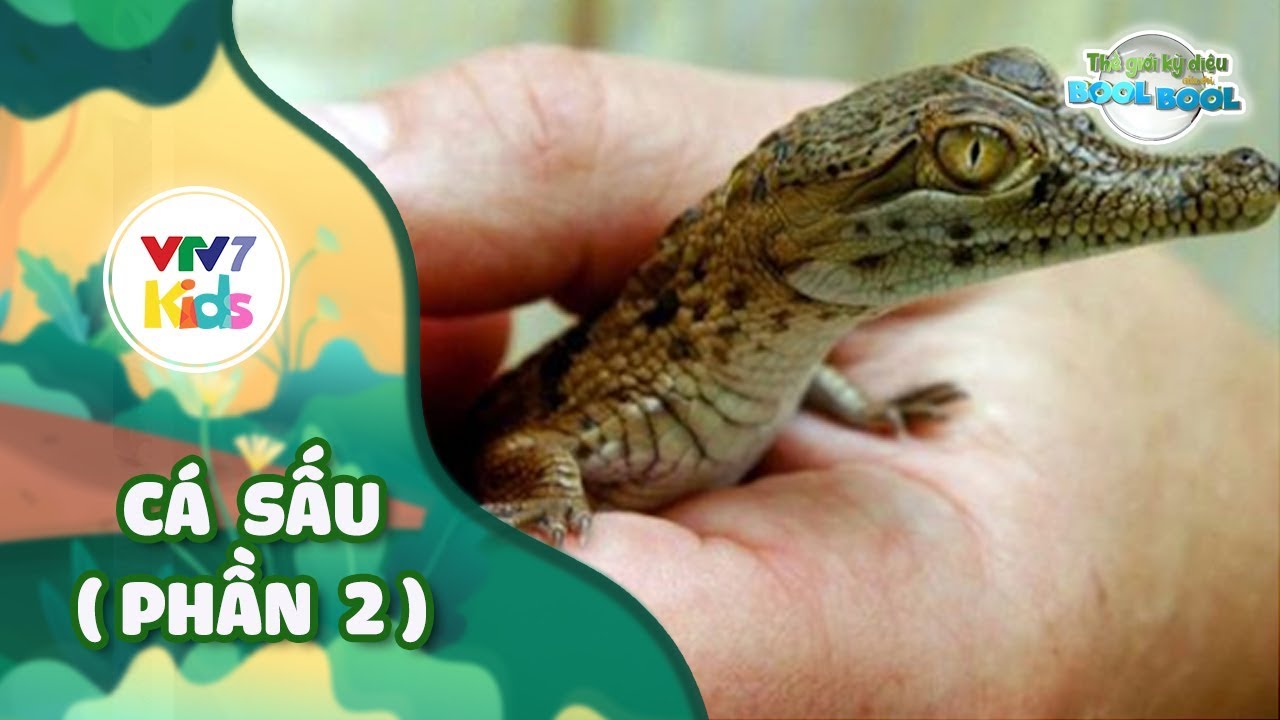 Thế giới kỳ diệu của Bool Bool - M&ugrave;a 2 - Số 02 | C&Aacute; SẤU (Phần 2) | VTV7