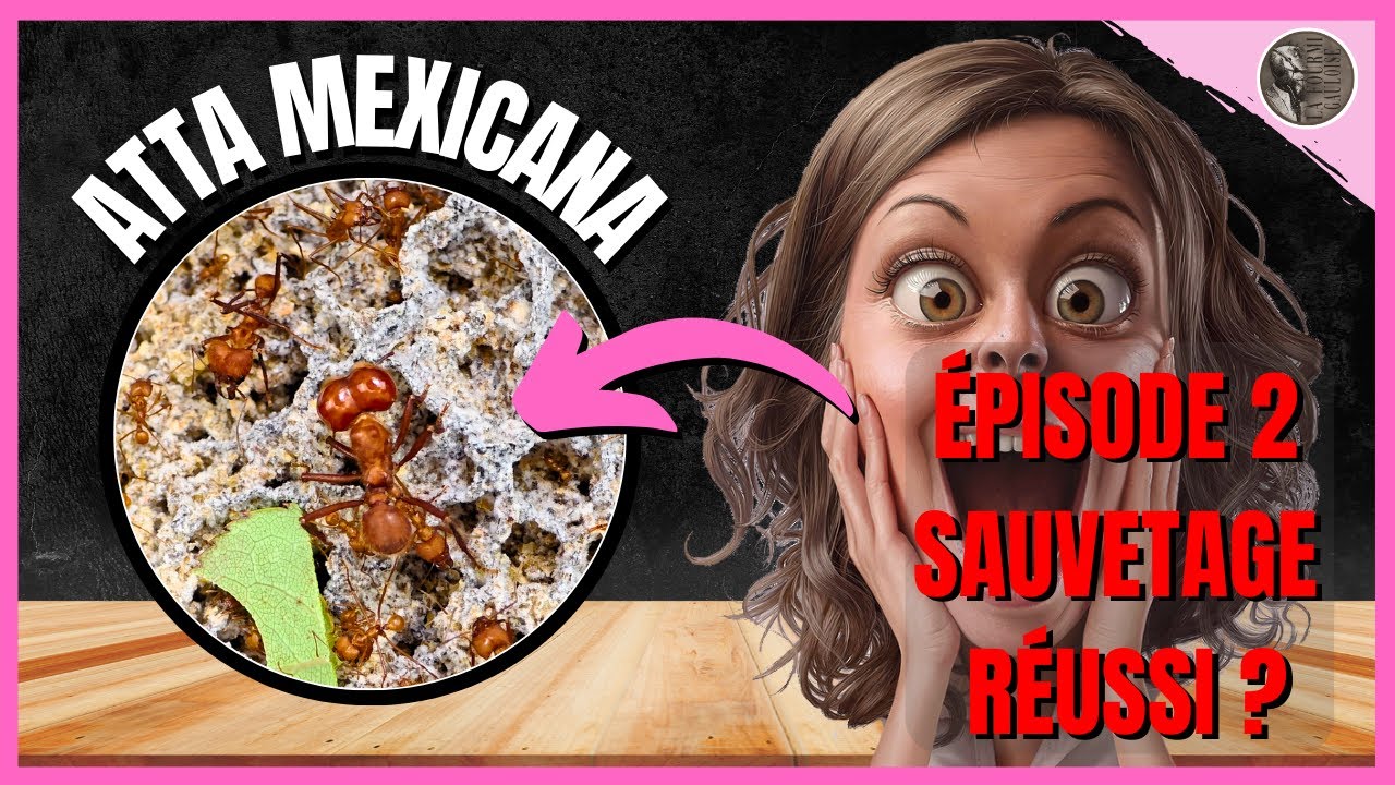 ATTA MEXICANA ( SAUVETAGE ÉPISODE 2 ) Comment vont les célèbres fourmis champignonnistes ?