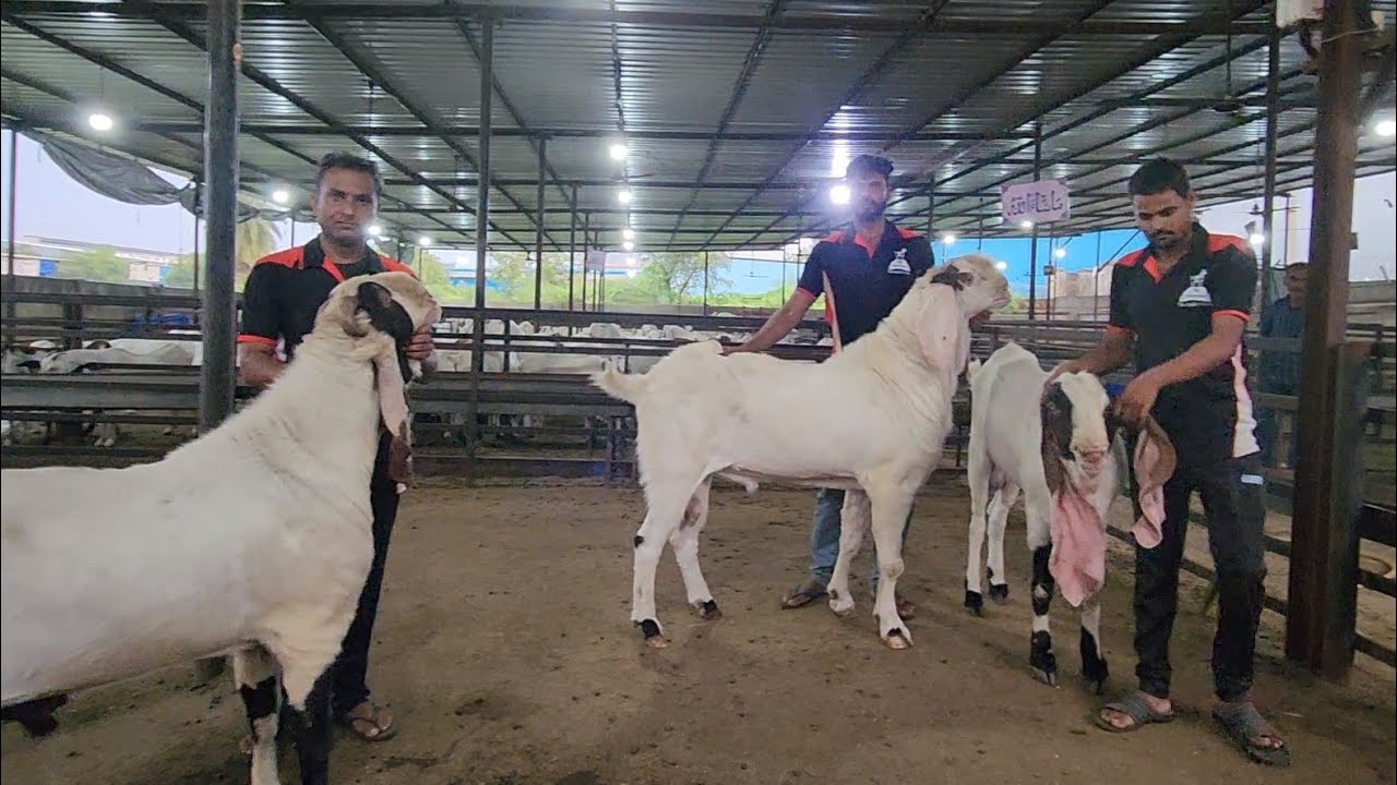 Gujarat Ka Top Breeding Setup With Great Results | KP Goat Farm Ahmedabad.