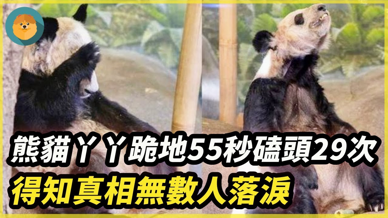 熊貓丫丫跪地55秒，磕頭29次，得知背後真相無數人落淚！|#靈寵王國 #報恩  #動物 #重逢 #奇跡 #不可思議 #貓 #驚人 #暖心  #真實故事  #流浪貓 #感動 #救援