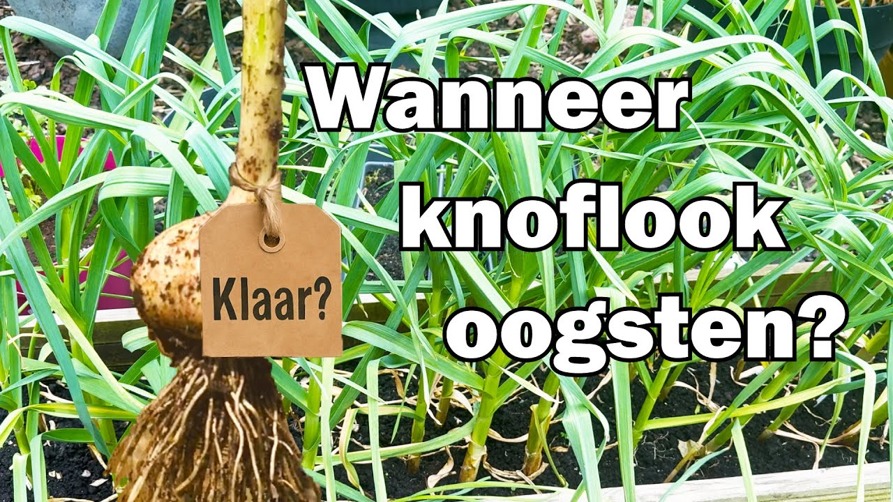 Knoflook oogsten: zo herken je het juiste moment (en waarom teentjes zo’n groot verschil maken)